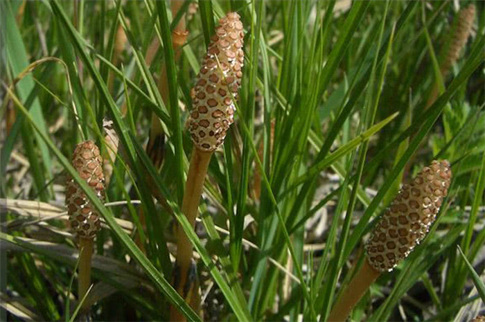 农村"缺德草",名字虽然不好听,但价值珍贵,农民朋友认识吗?