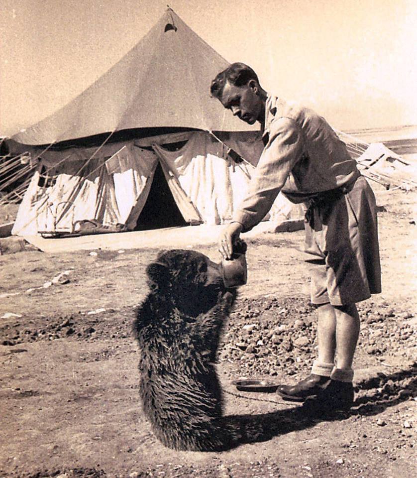 世界上唯一一只当过军人的熊:有军衔有工资本,上过战场扛过炸弹