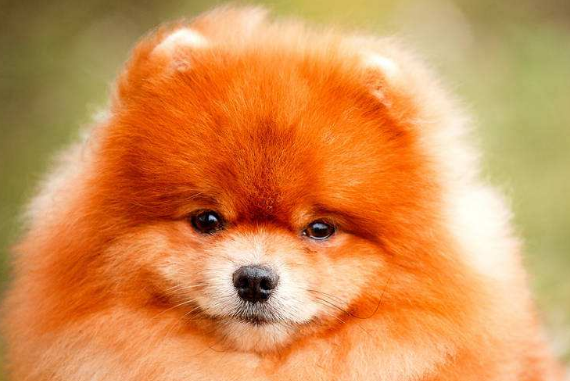 博美犬会不会出现便秘的情况?这个时候应该怎么办?