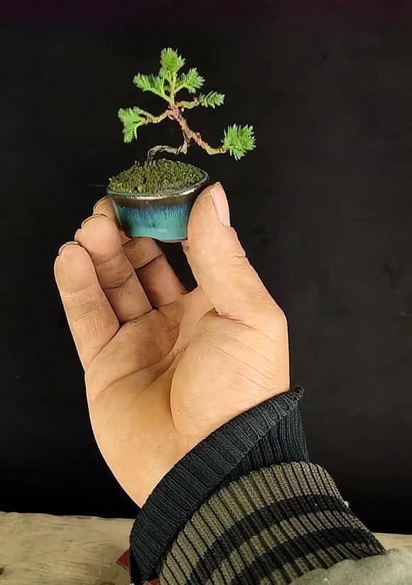 可以放在掌心玩的盆景,个个精致小巧,千姿百态,造型真的太美了