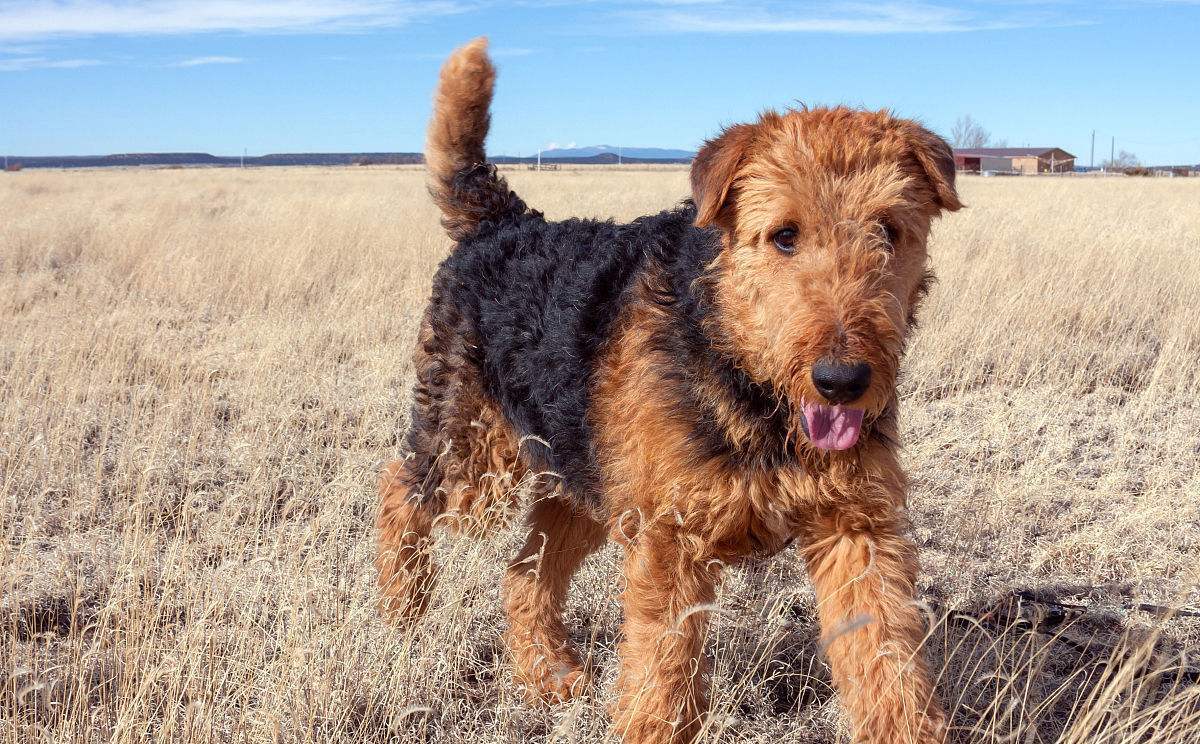 带着万能梗去游泳!