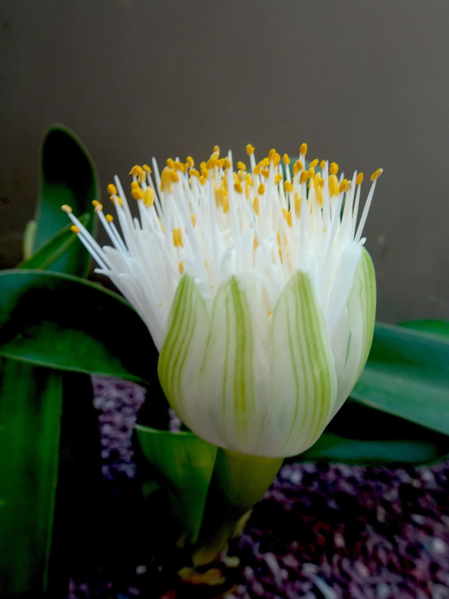 虎耳兰开的花! 转载自百家号作者:遵纪守法sky668