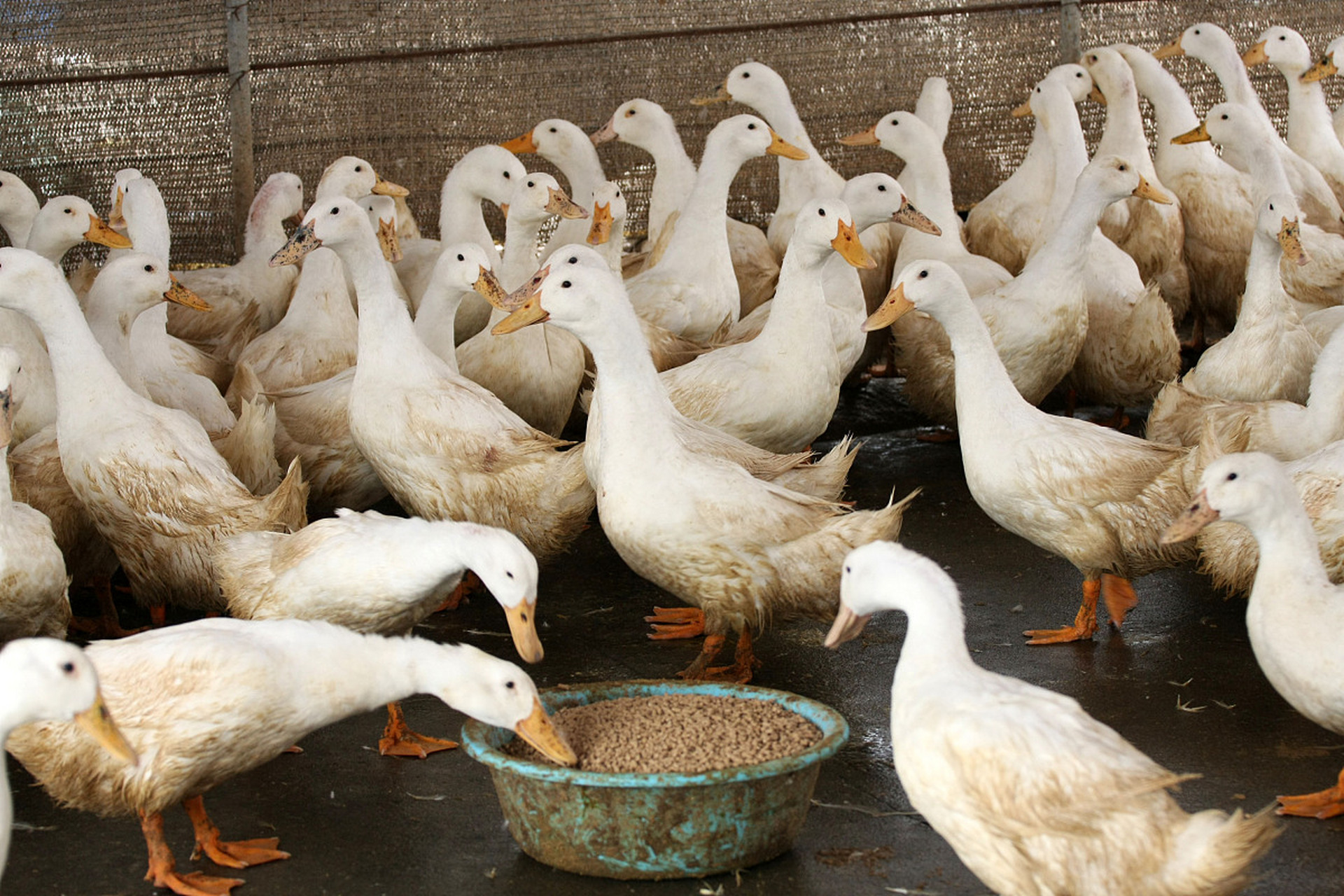 快来一起学习养鸭子的知识和技巧吧![原文:新手养鸭子怎么养?需要掌.