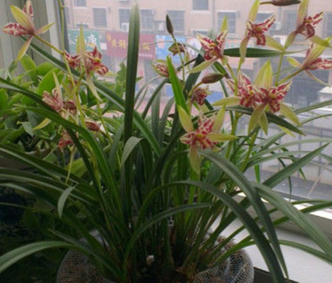 4月发文:新手养花,不如养盆花中精品"红羽",花开如红艳裙摆