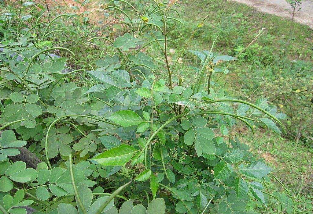 怎么种植决明子?掌握好这5点,种植老手带你"赚大钱"!