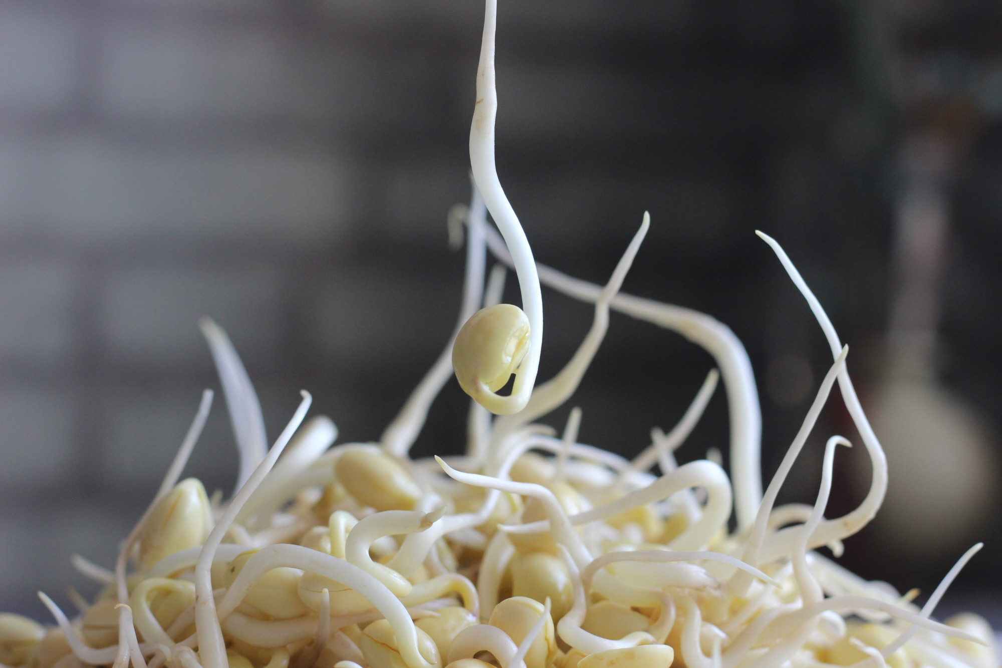 一颗豆芽的自述～至吾儿