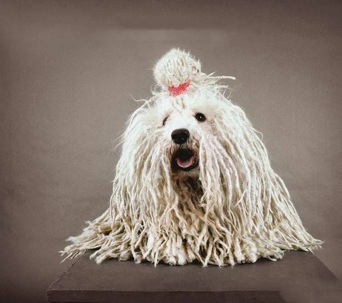 可蒙犬的步伐大,足爪非常轻巧敏捷