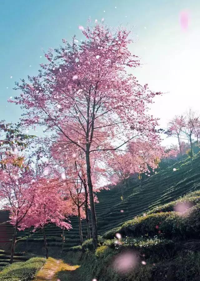 旅游图集:樱花树上,只有在这里你才能遇见的别样冬季