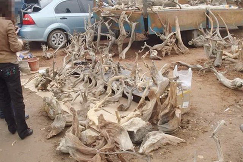 农村大哥拿一根烧火棍到城里转一转,做梦都没想到能卖这么多钱!