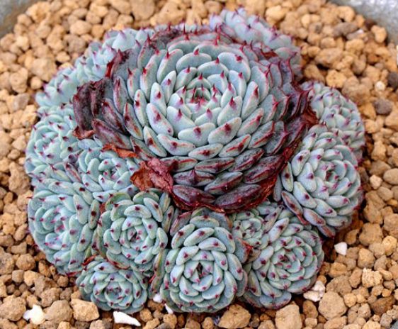 多肉植物景天科的萌宠,蓝姬莲永远那么美