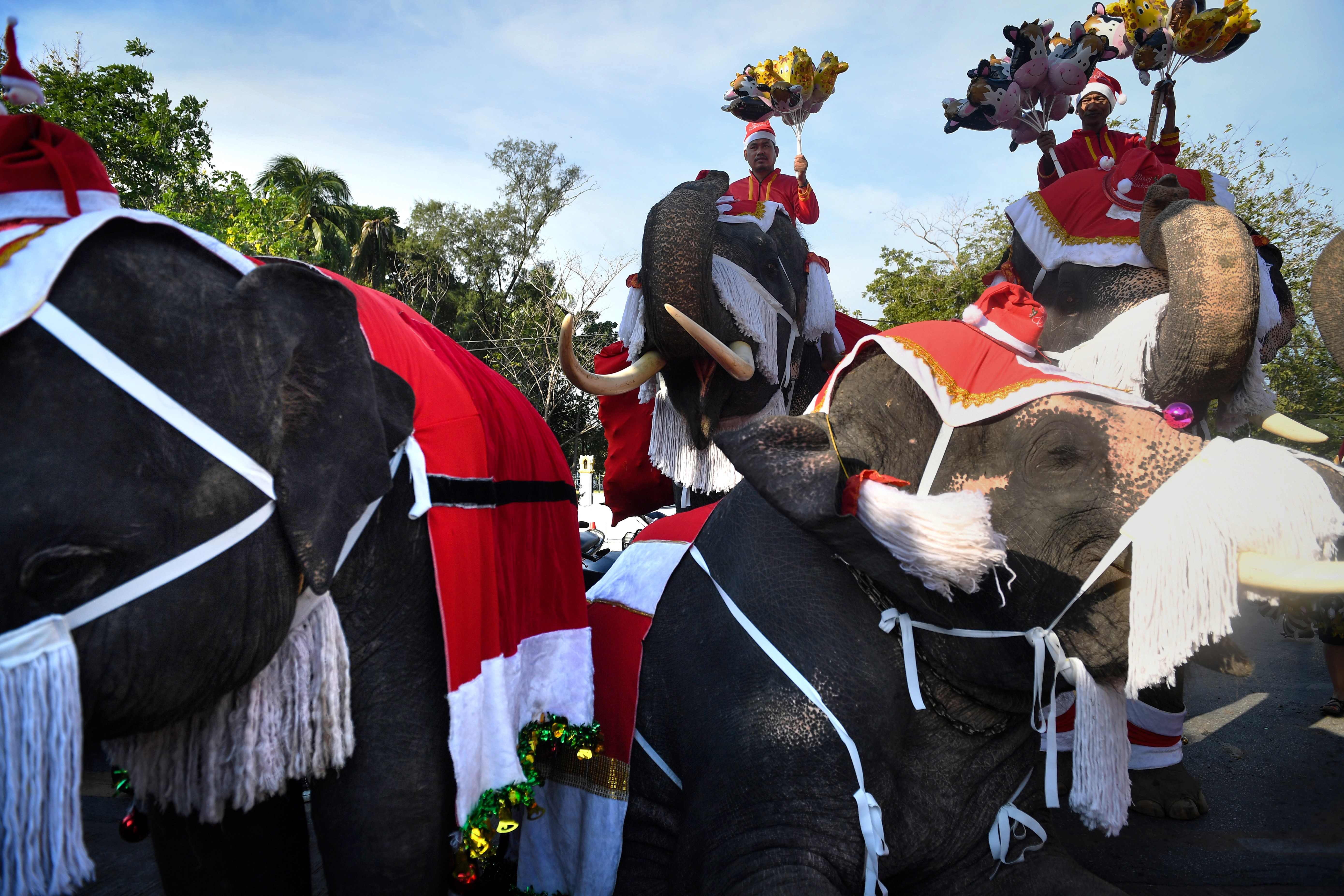 (12)泰国大象迎圣诞