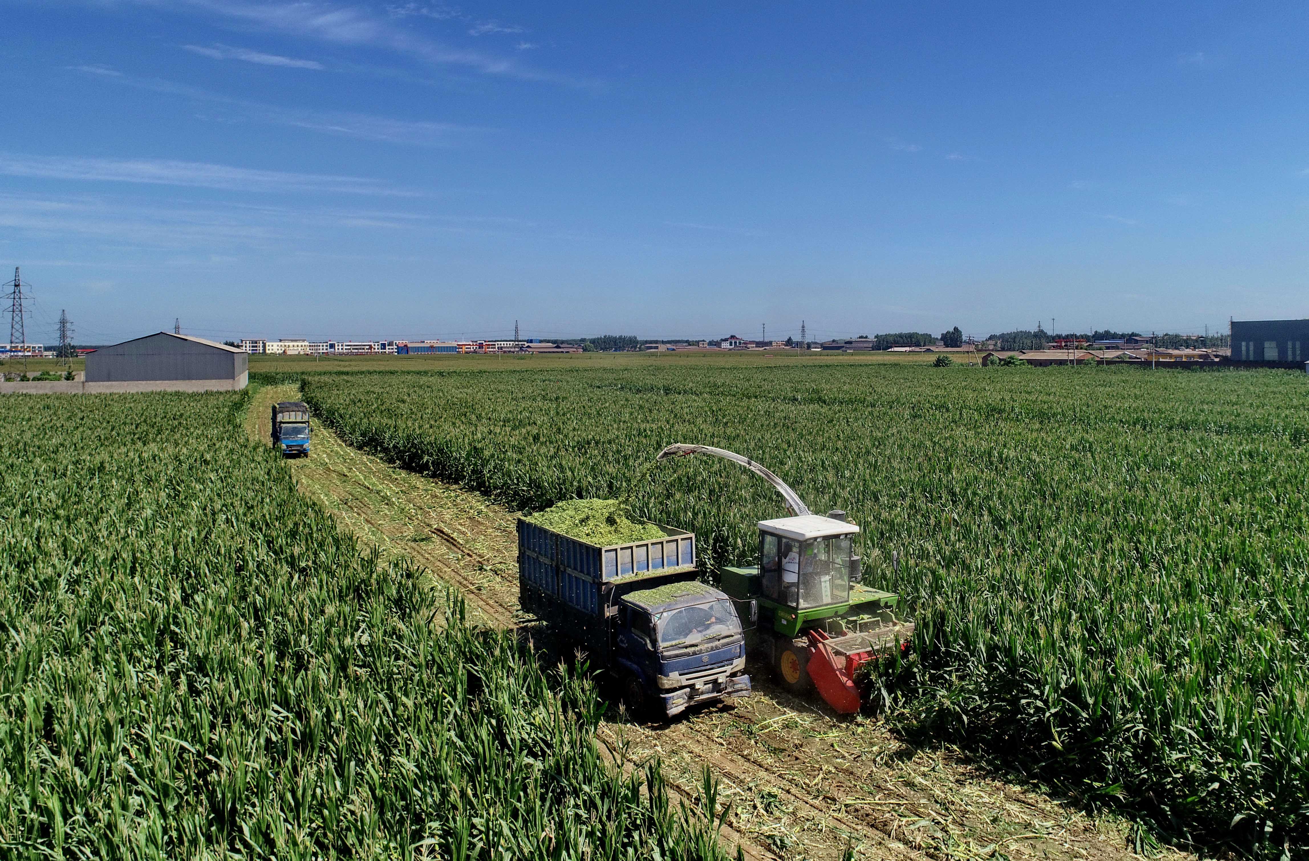 滦南县农民收获青贮玉米(2)