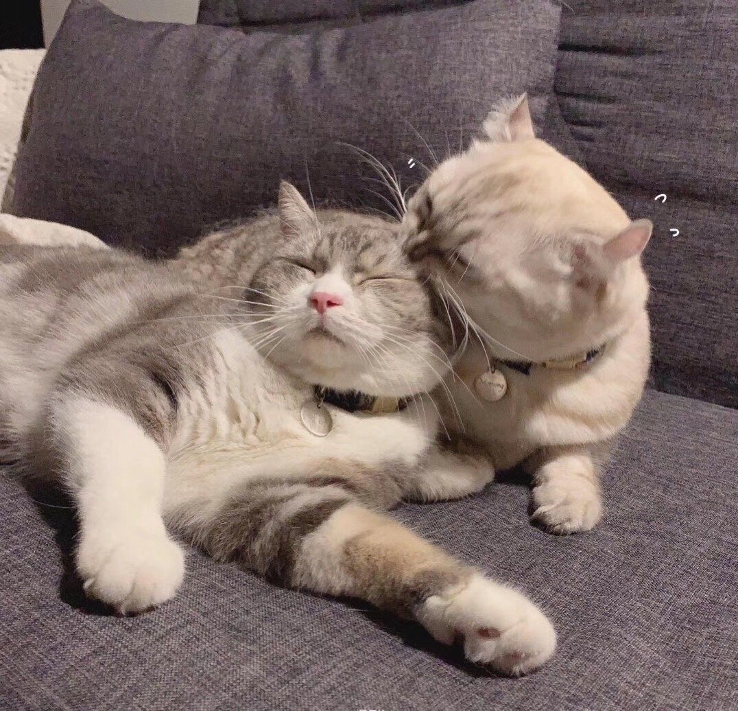 「猫咪」小头像壁纸