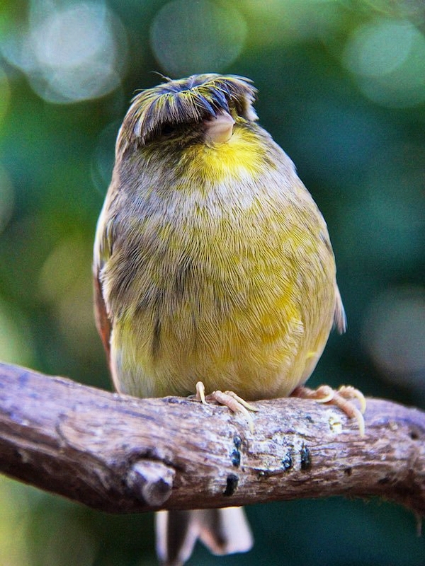 朋友送来5只小黄鸟,发型像锅盖,看着很眼熟,网友:隔壁川大爷