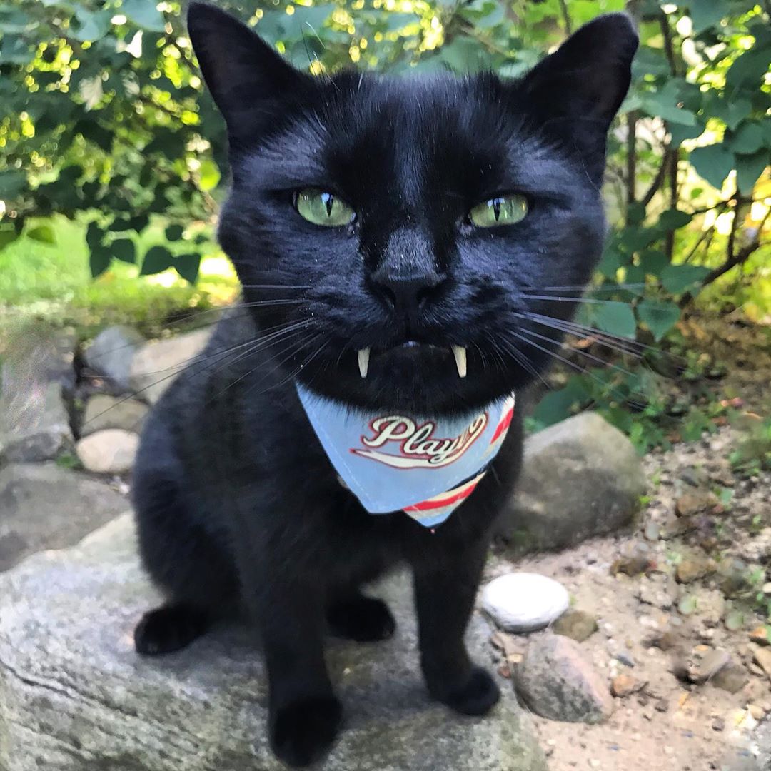 网友捡了只"龅牙"猫,小尖牙怎么收都收不回,也忒可爱了吧?