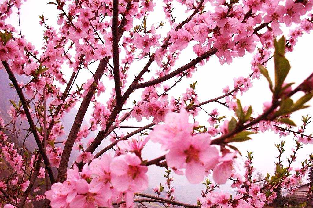 世人喜爱桃花,李商隐的唐诗《嘲桃》,把忘恩负义者嘲笑到骨髓里