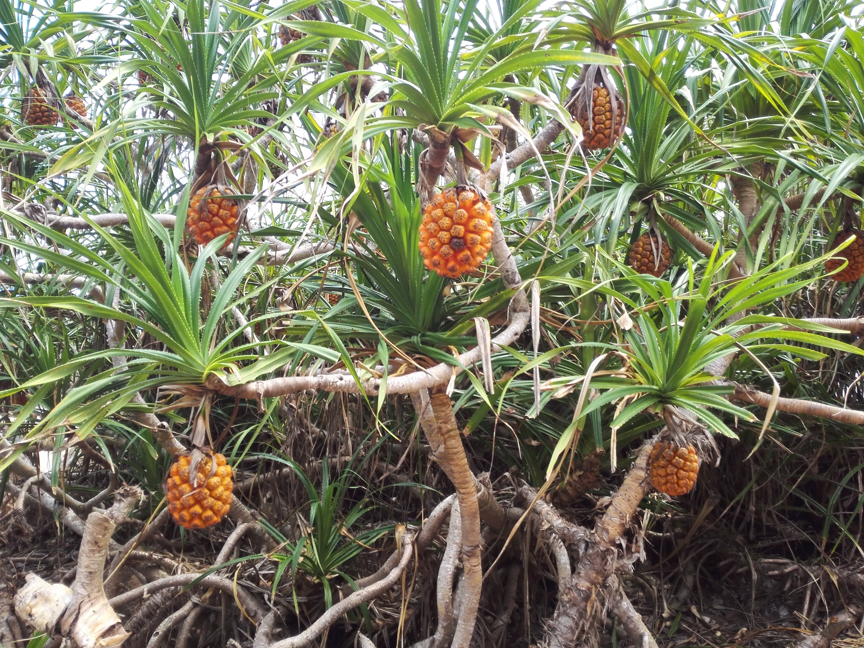 可爱野菠萝