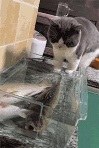 猫在鱼缸前摸了摸鱼,刚想吃掉它,但突然想到了什么