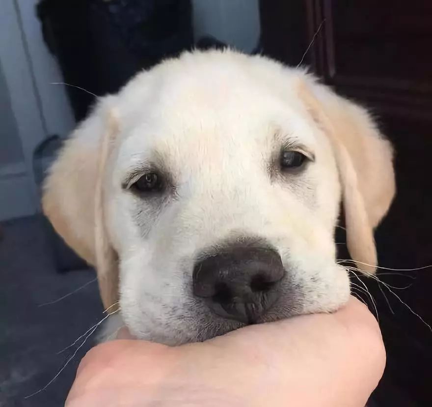 狗狗们的捧脸杀,还是大金毛最会卖萌