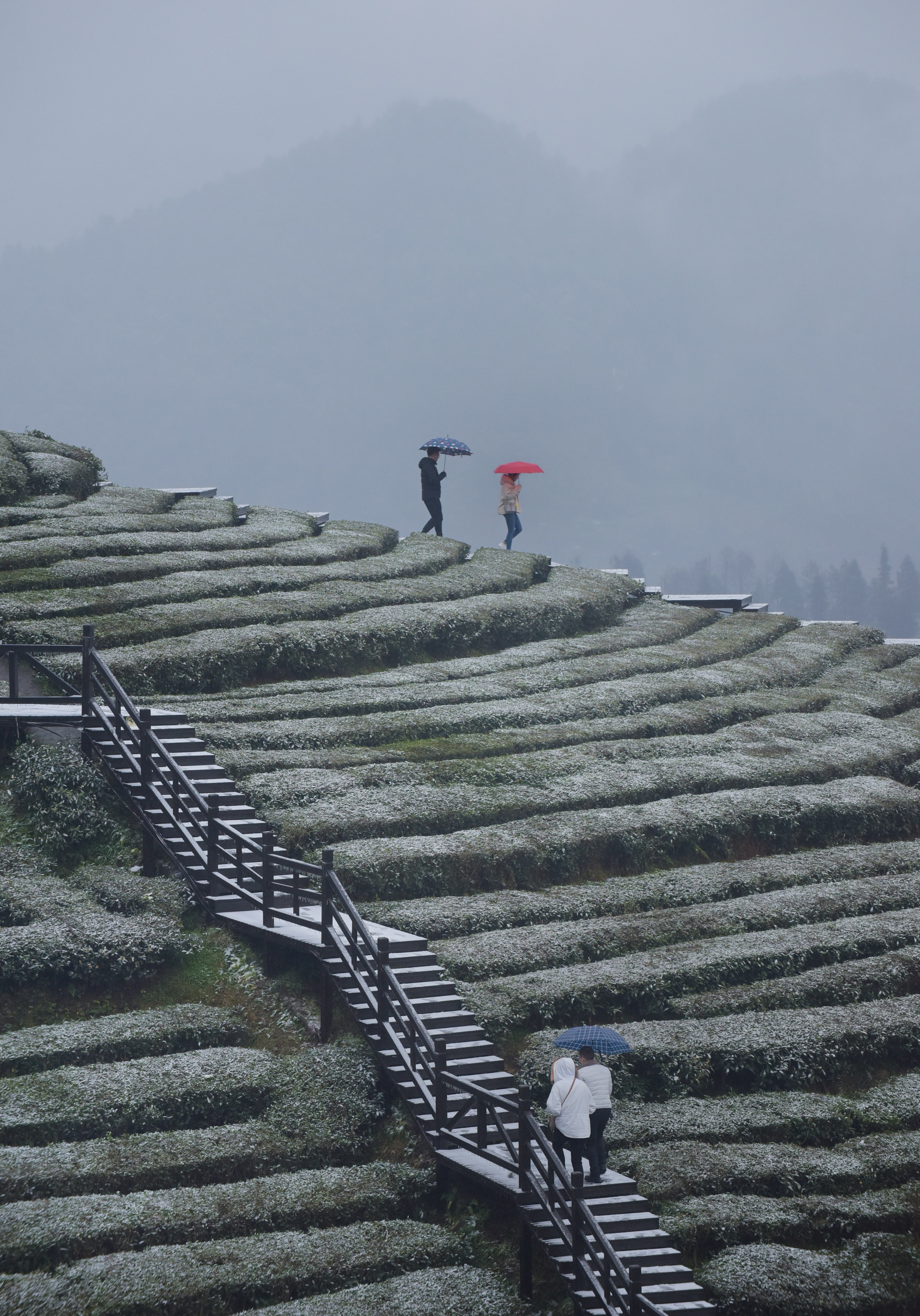 冰雪茶园润新景