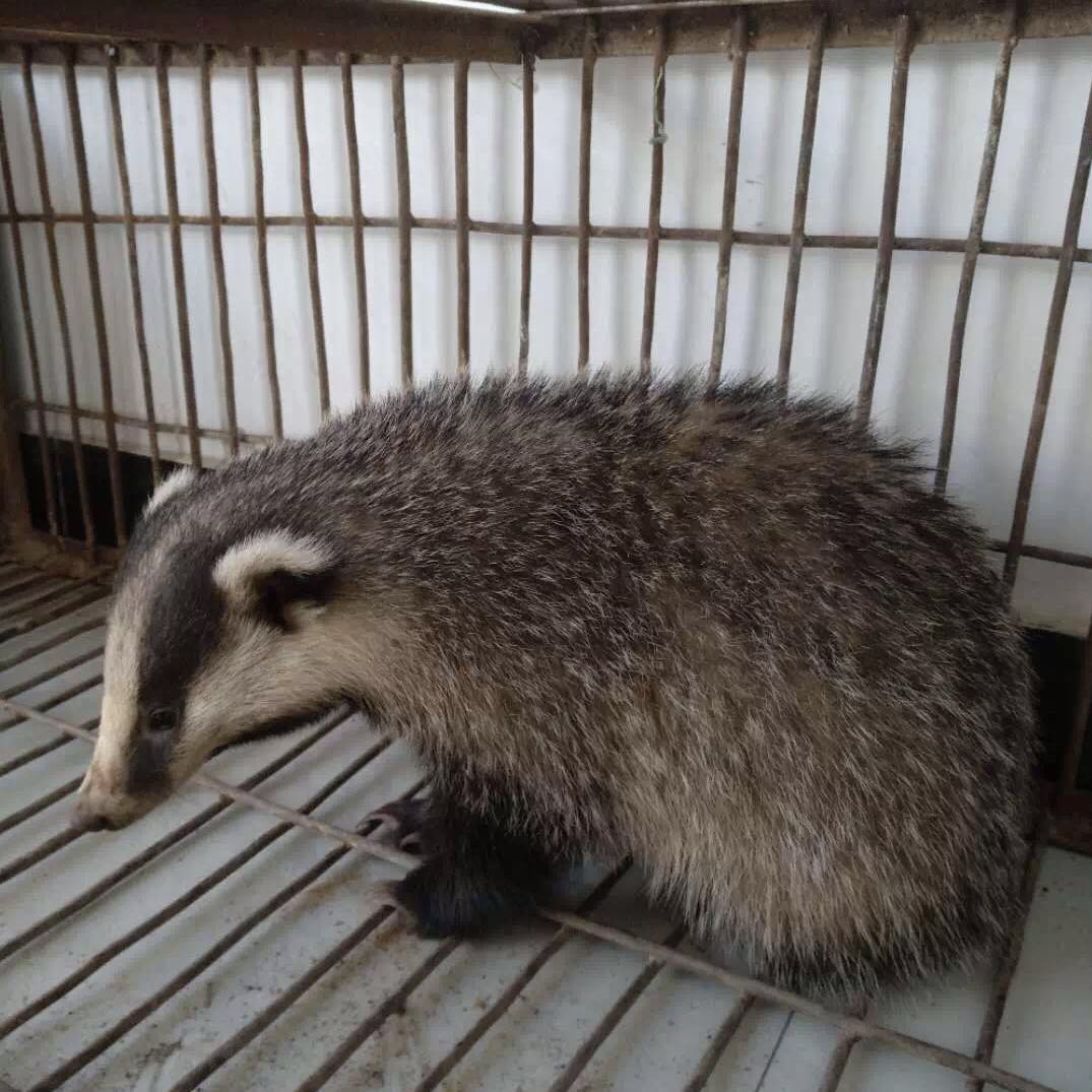 猪獾子是保护动物吗图片