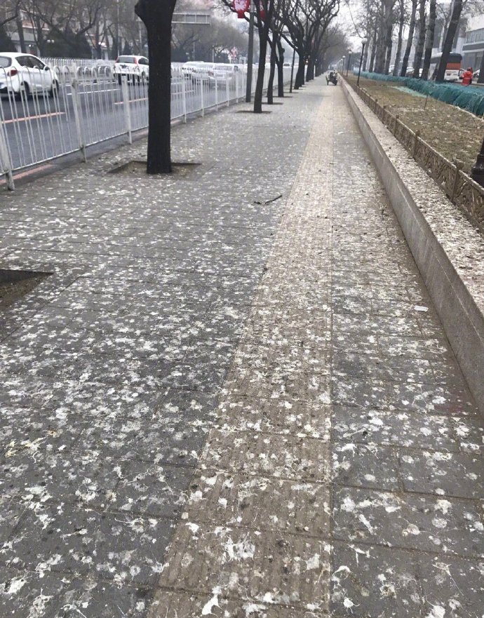 公主坟一到晚上就乌鸦成群,成为北京一景,专家道出其中原因!