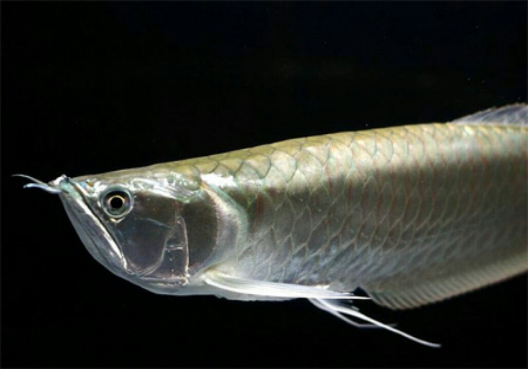 养银龙鱼可以看出鱼友的鱼技,原来养殖技术并不难!