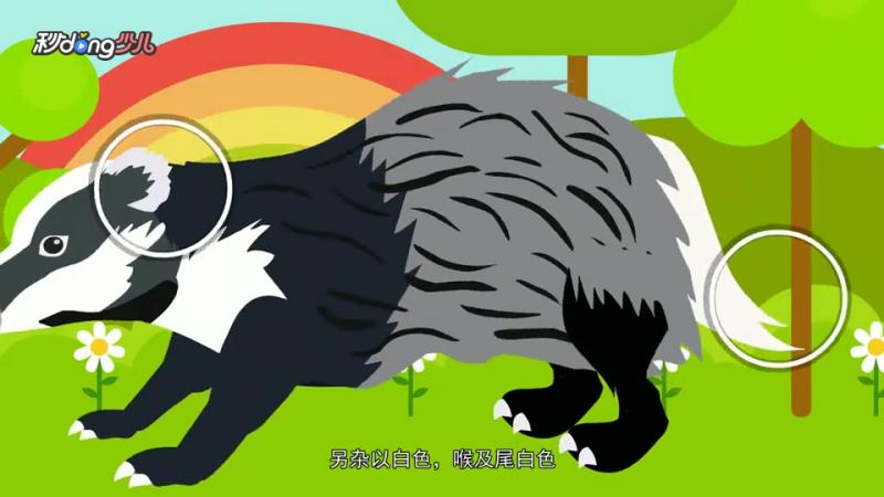 狗獾与猪獾的区别,科技,科普,好看视频