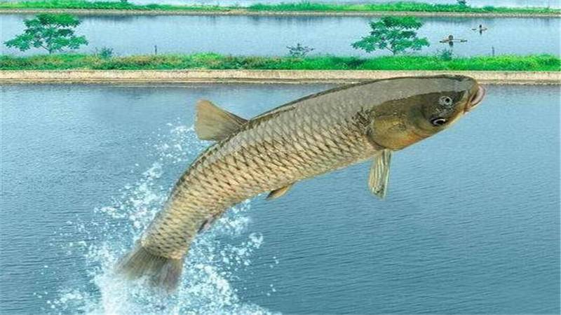 草鱼也能有大文章,身材苗条鳞片光滑,还喜欢活蹦乱跳