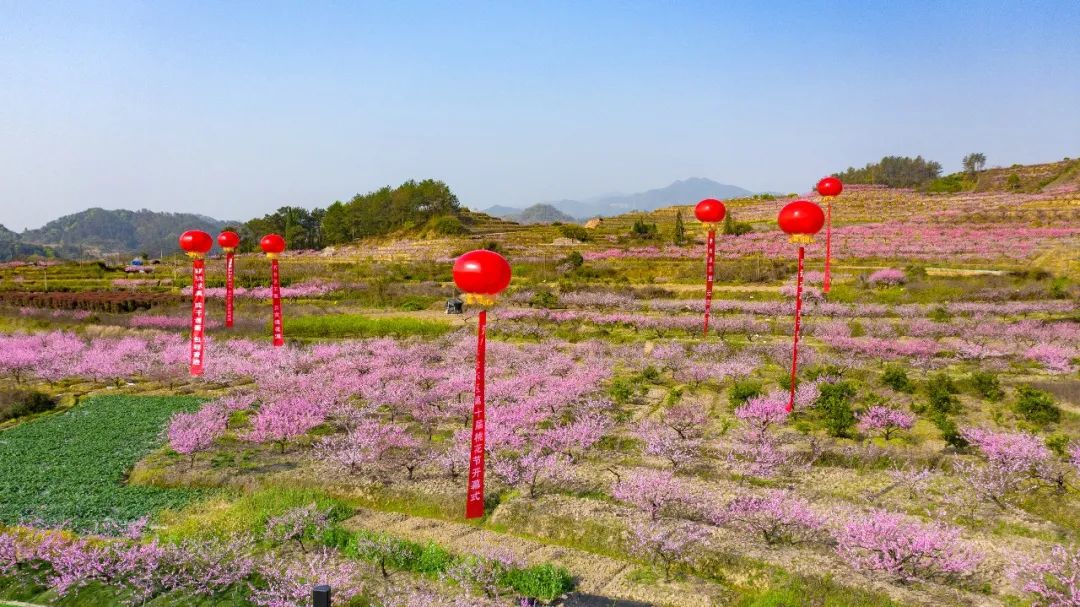 金华源东桃花节图片