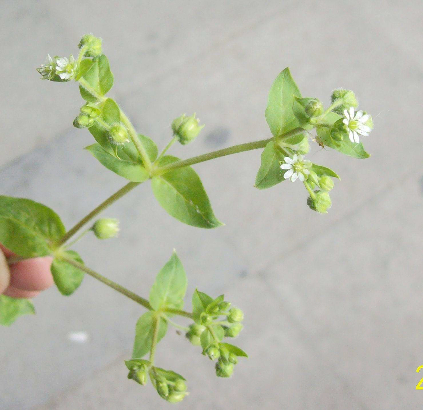 农村这种"天鹅草",能治牙痛还能治高血压,见到千万别错过!