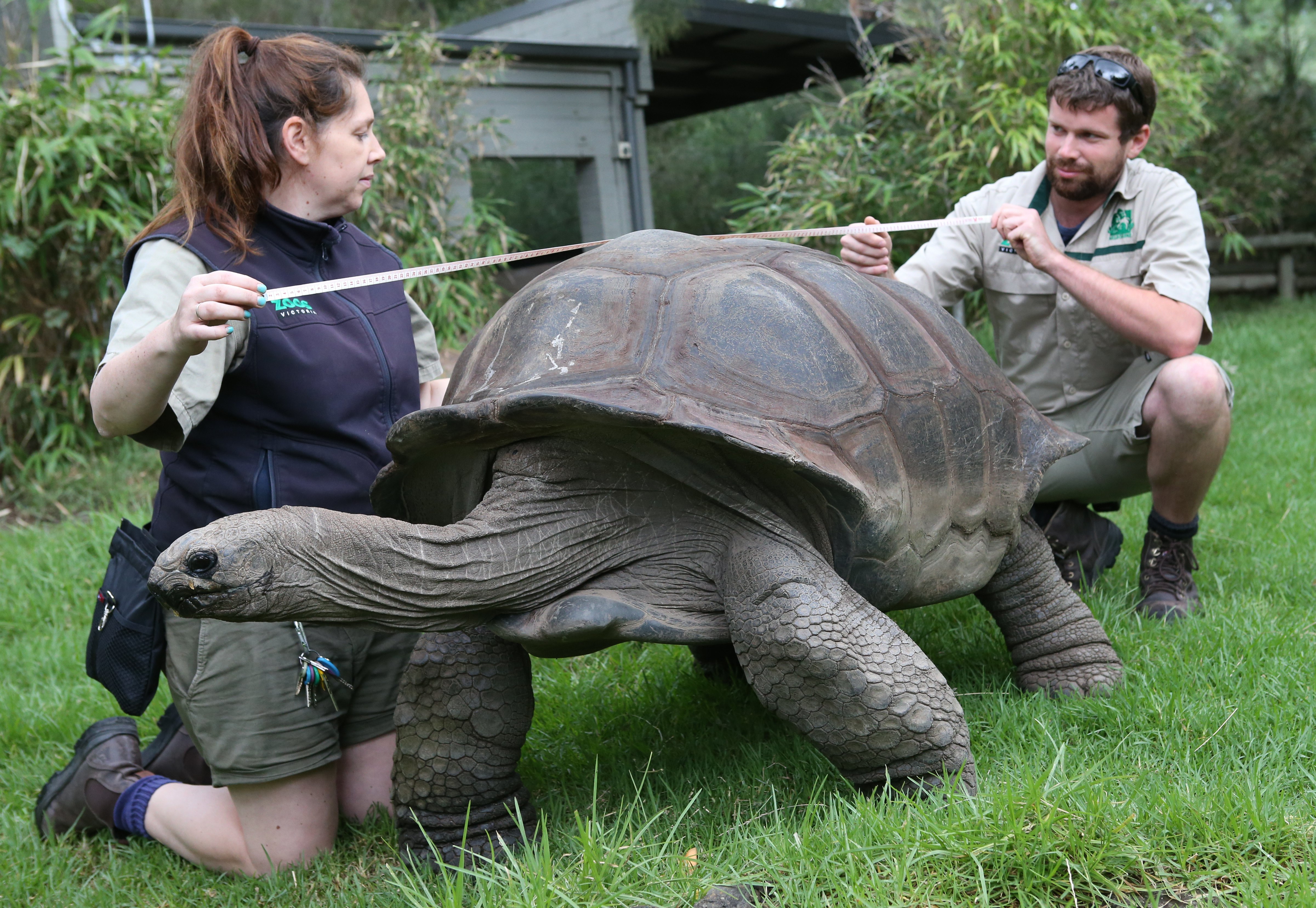 [1](外代二线)墨尔本动物园的巨龟