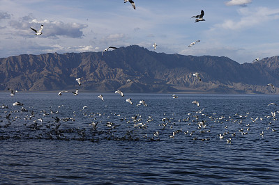 班公湖鸟岛图片