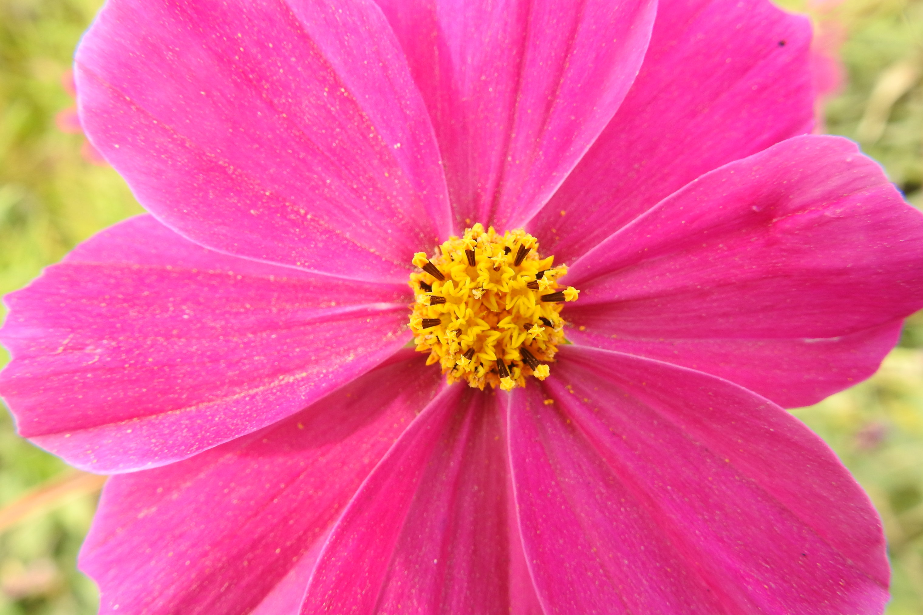 格桑花争奇斗艳,幸福花笑迎国庆