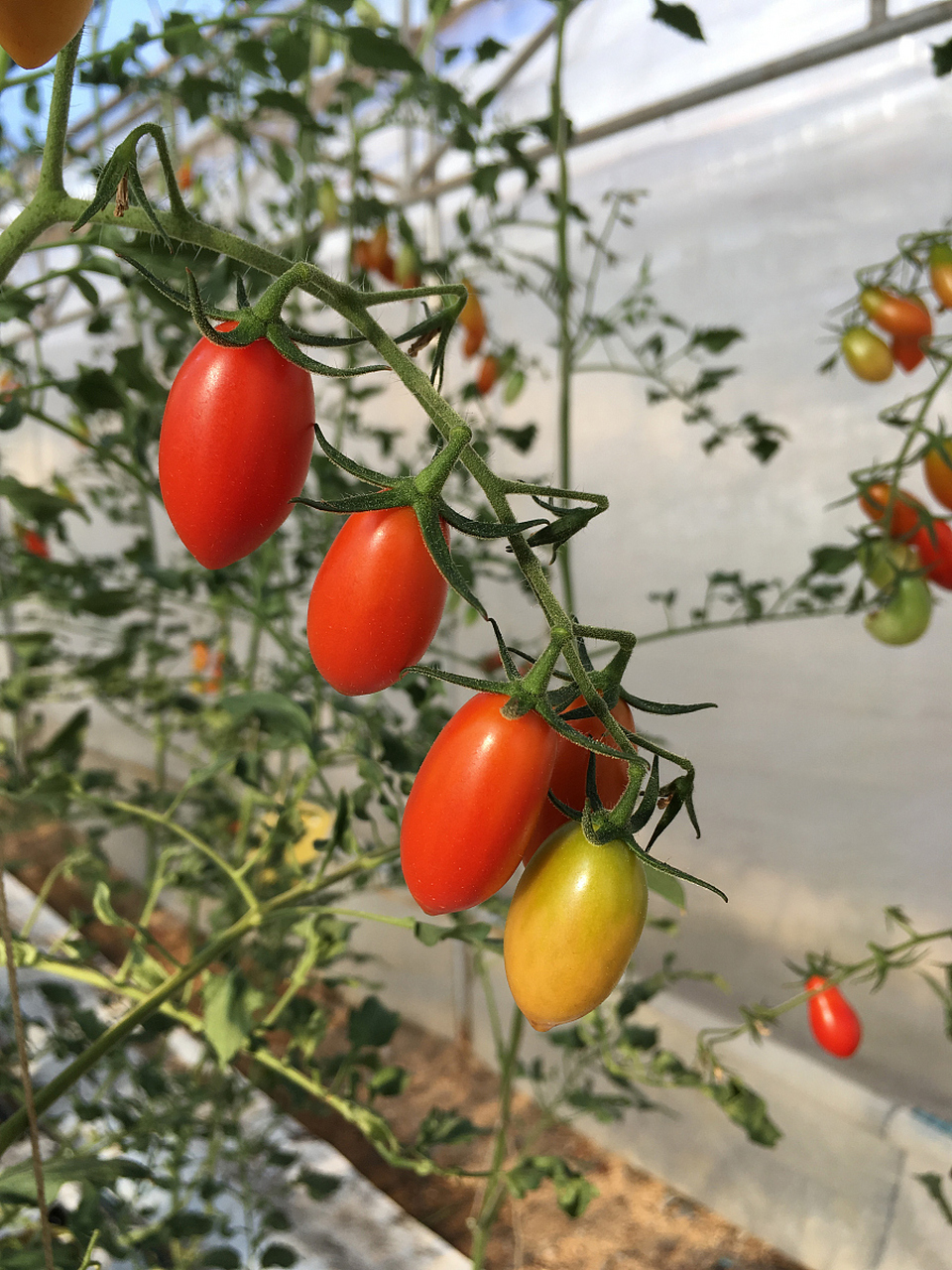 春季种植矮生小番茄秘诀大公开!抗病强品种,土壤肥沃排水好