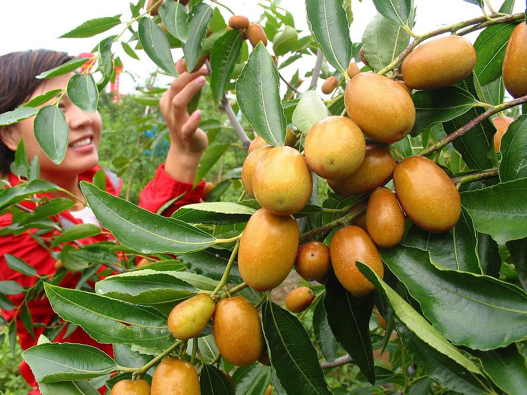 农村有一种野果叫做藤枣,现在已经属于濒临灭绝的品种,这样的野果是不