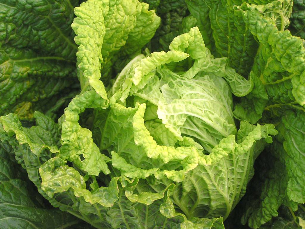 大白菜怎样种植更好吃?学会栽培加强管理丰产又丰收