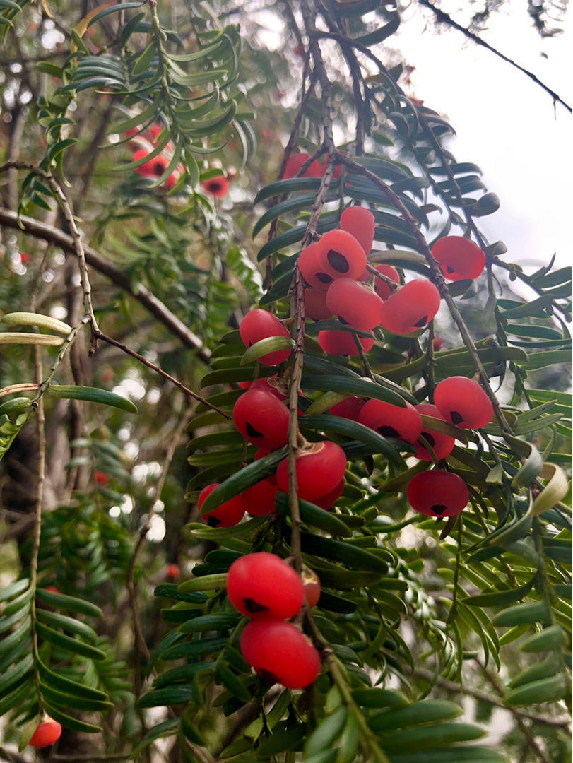 红豆杉果