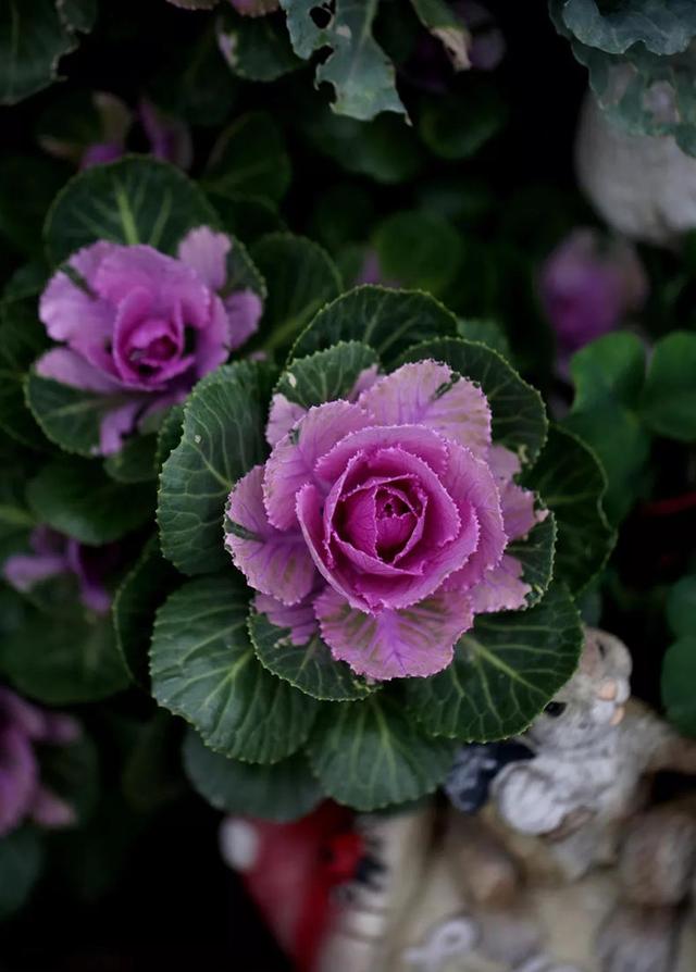 朋友圈非常火的羽衣甘蓝,如何养成老桩?