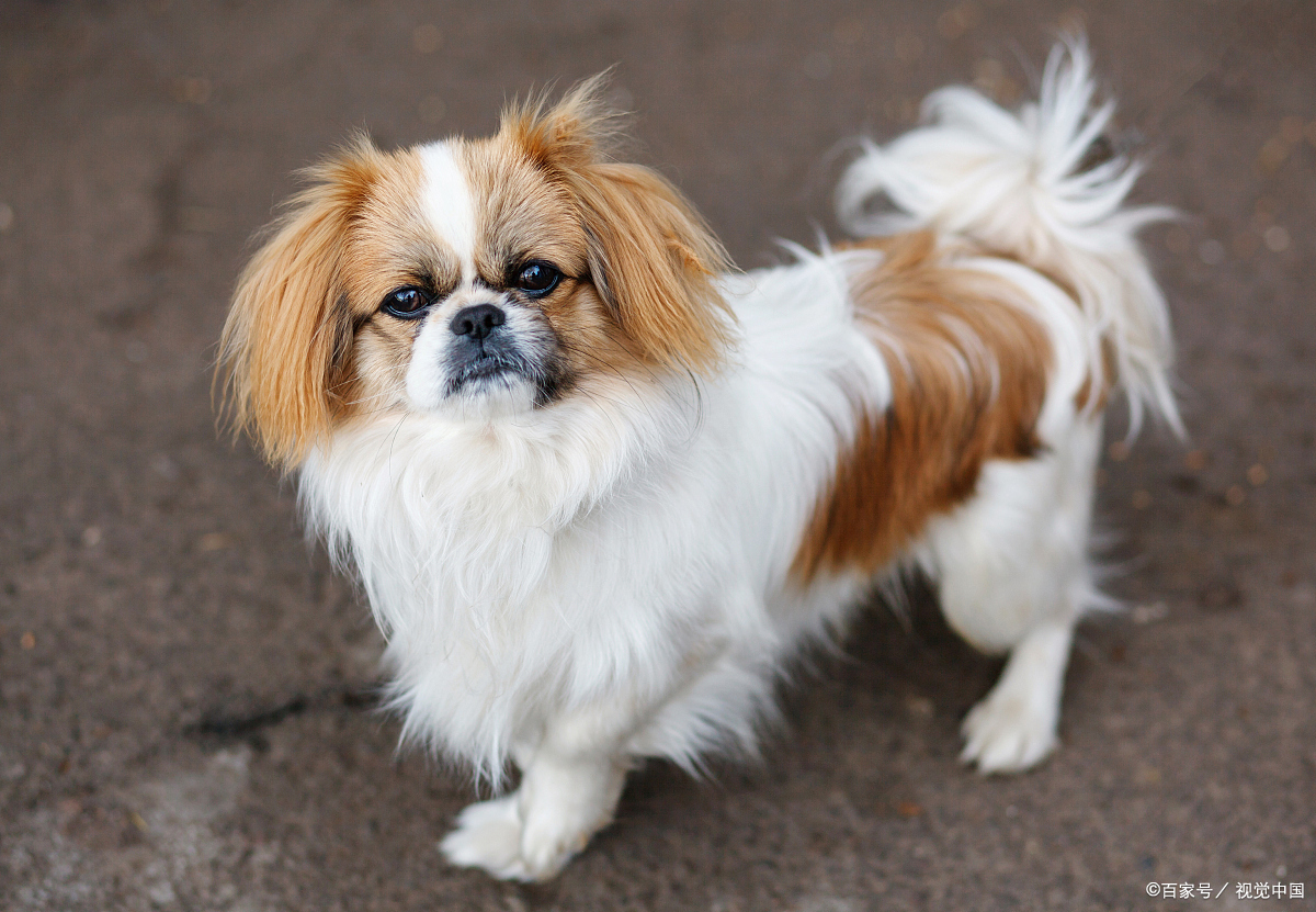 十个理由告诉你,为什么慎重考虑养蝴蝶犬!