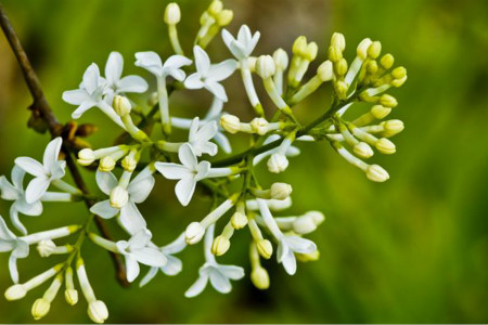 丁香花的花期是什么时候?花语是什么?