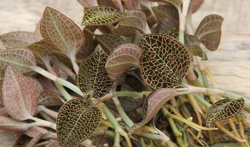 金线莲对得起"神草"这个称号,因为它治了无数人的关节病