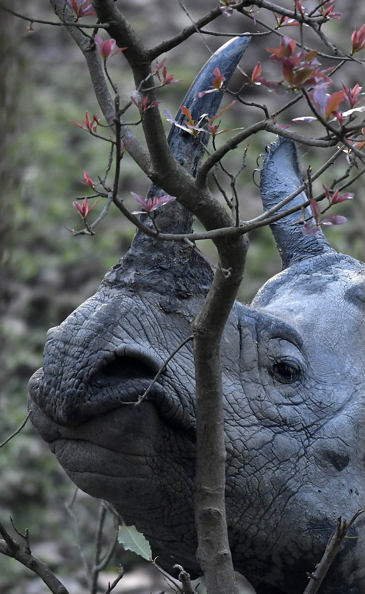印度阿萨姆邦的犀牛(7)