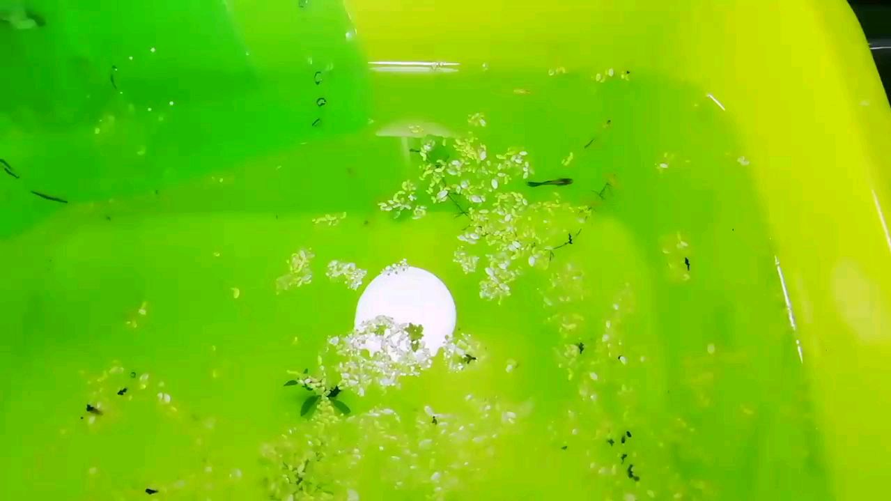 孔雀母鱼交尾一次,在没有公鱼的情况下可以生产多少次小鱼!