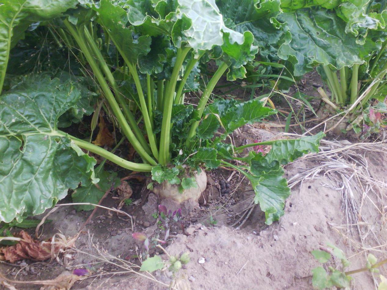 甜菜的种植方法很简单,也要注意种植时间,一块来看看