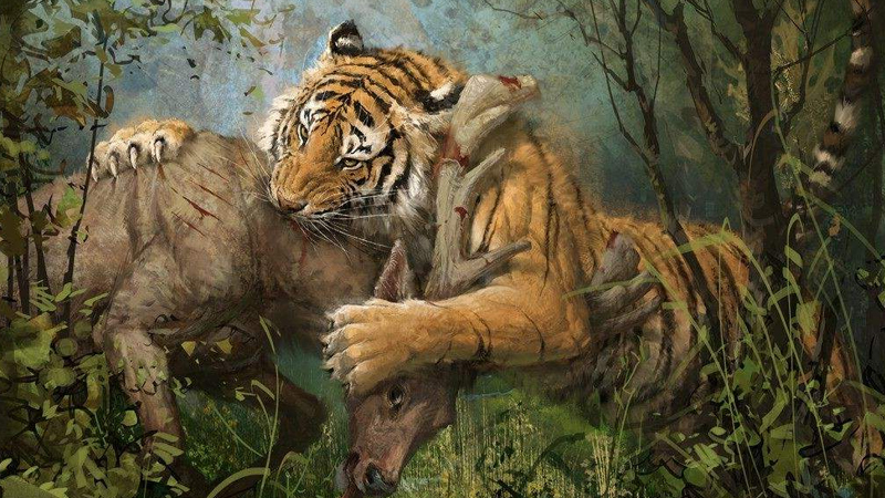 老虎的捕食比猎豹高明在哪里?从猎物被捕后的两种反应