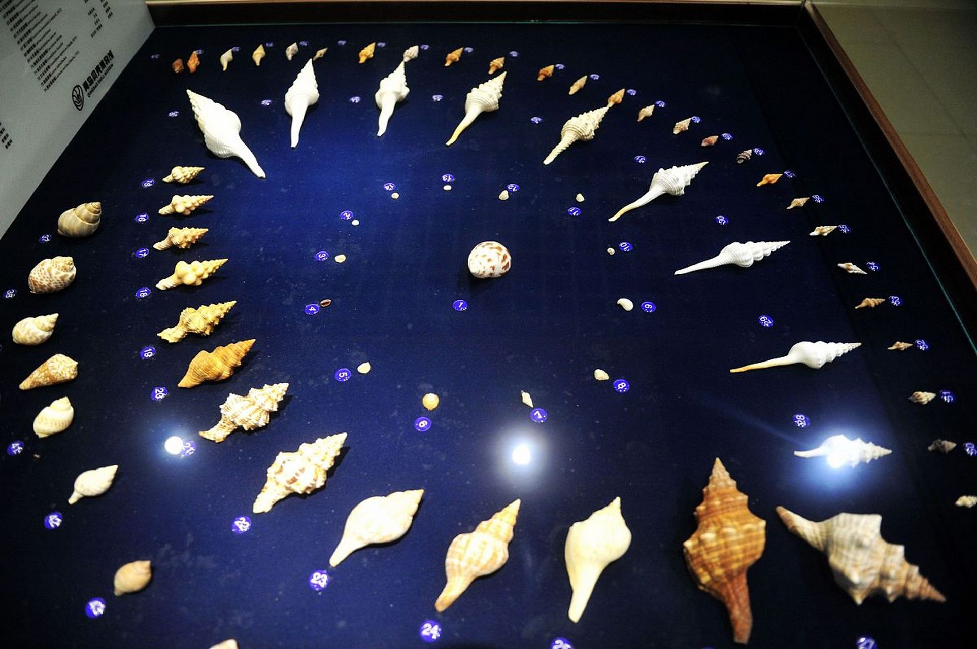 青岛贝壳博物馆:贝壳的世界,海洋的奇妙之旅  青岛贝壳博物馆珍藏着