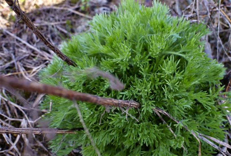 农村一种"经冬不死,春则因陈根而生"的草,李时珍都是赞不绝口