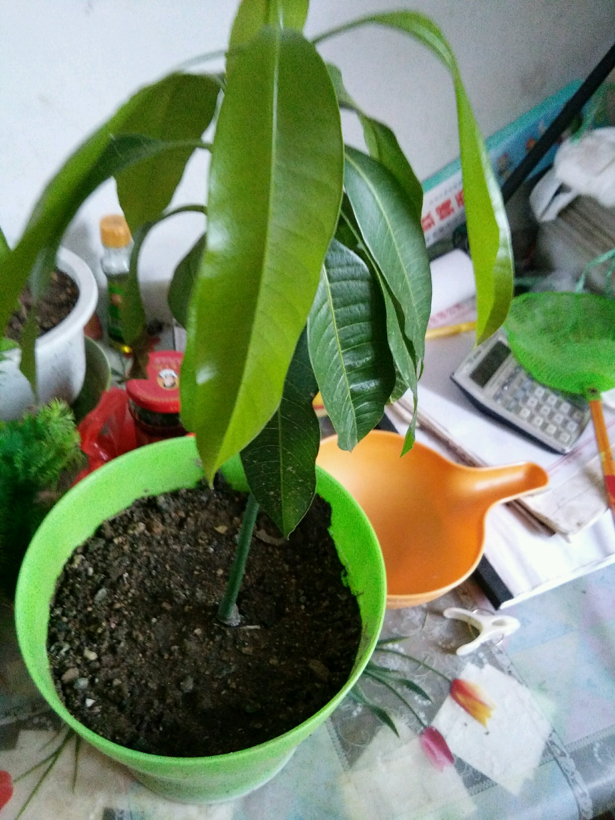 家庭养护芒果盆栽要想长得好,七个方面要注意