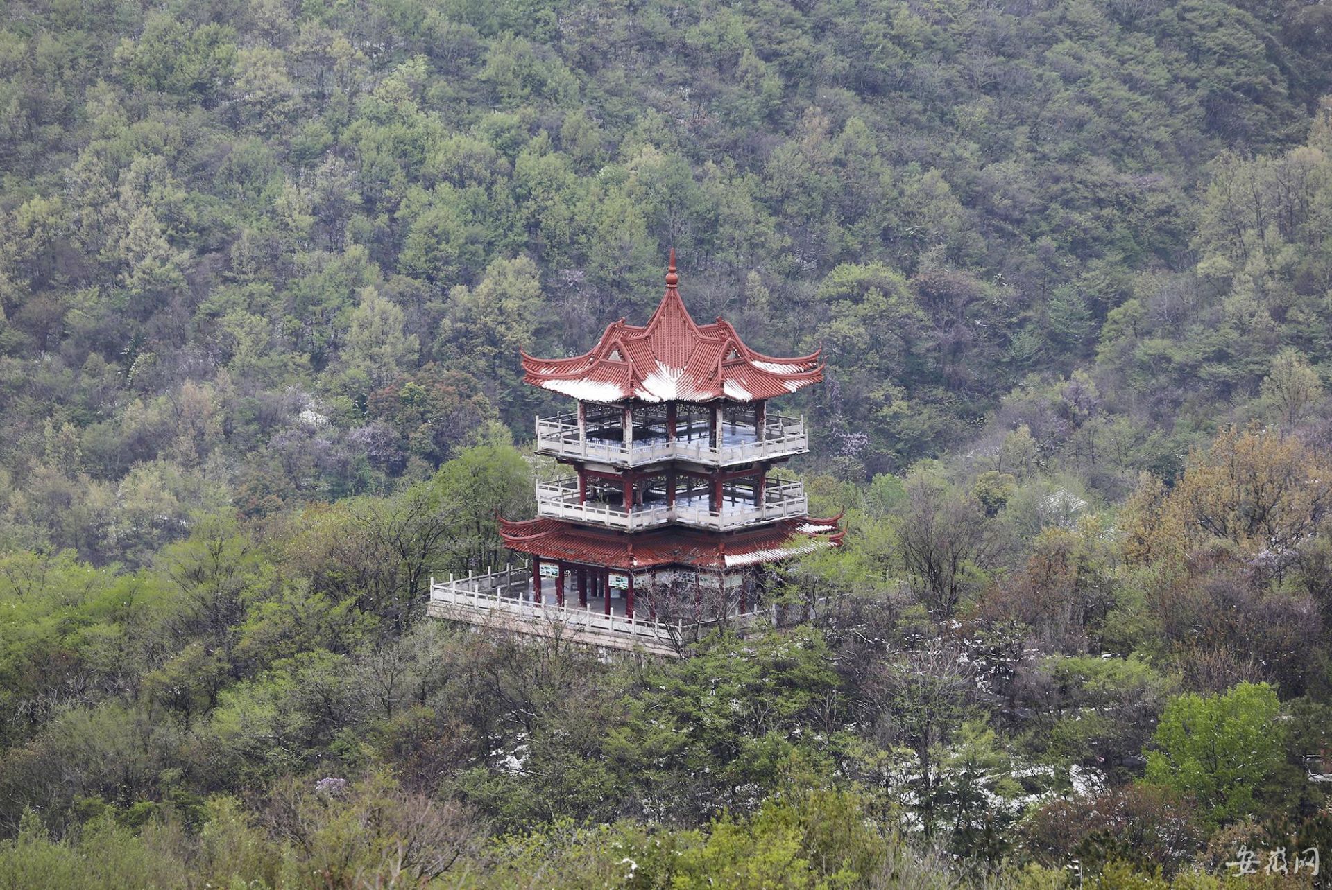 巢湖银屏山迎来"桃花雪"
